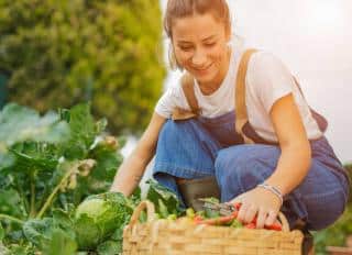 potager fin été travaux conseils