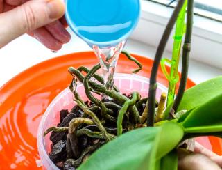 quand arroser orchidee frequence arrosage