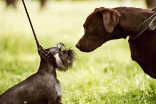 rencontre entre chien réussie