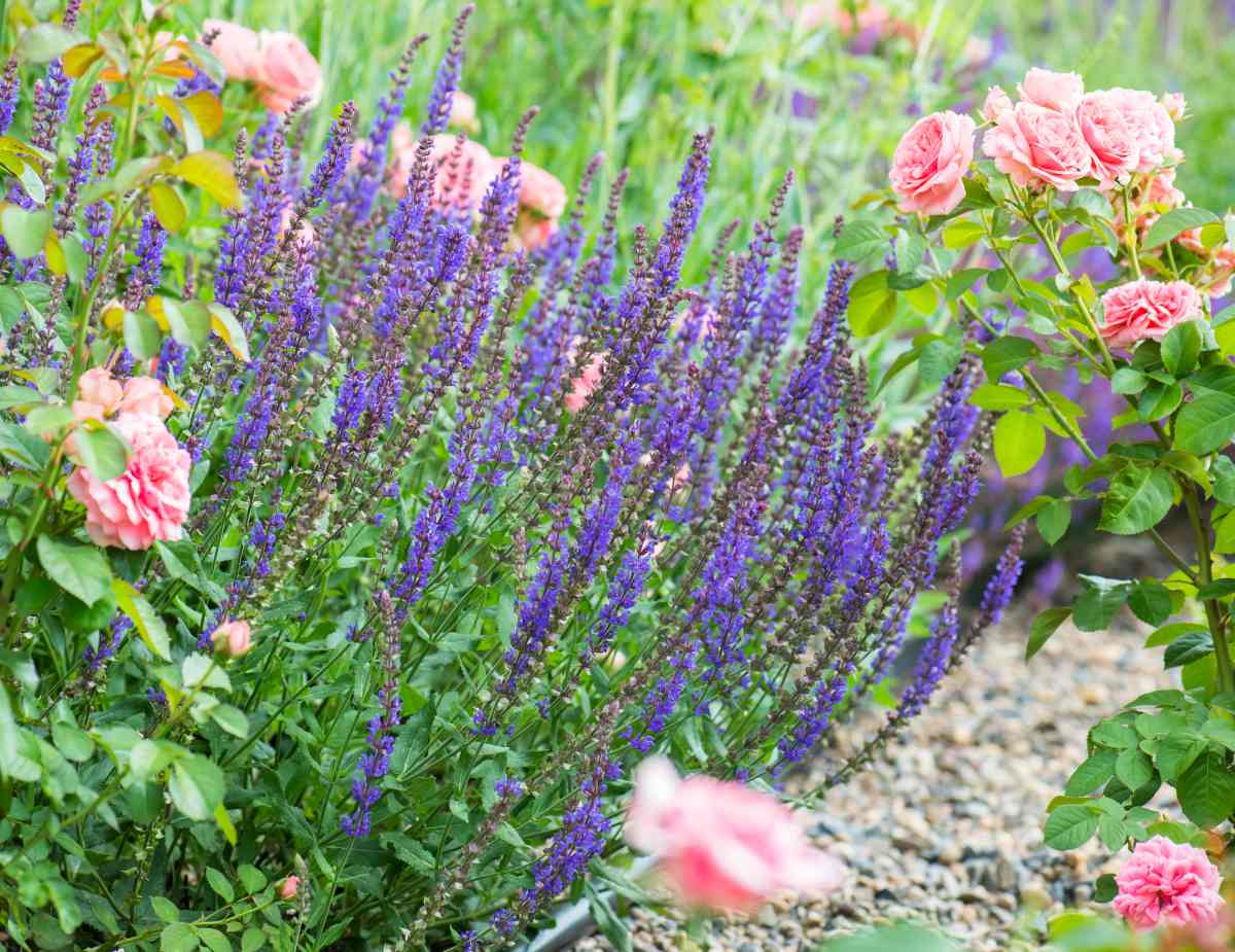 sauge a fleurs - variétés fleuries