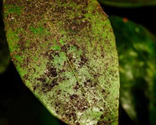 Fumagine sur une feuille 