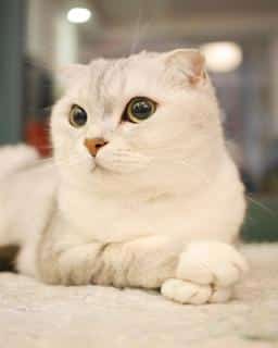 scottish fold