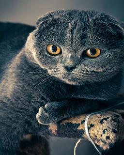 scottish fold, taille