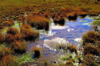 sol-hydromorphe-gorge-en-eau-avec-des-plantes-indicatrices-de-cette-situation