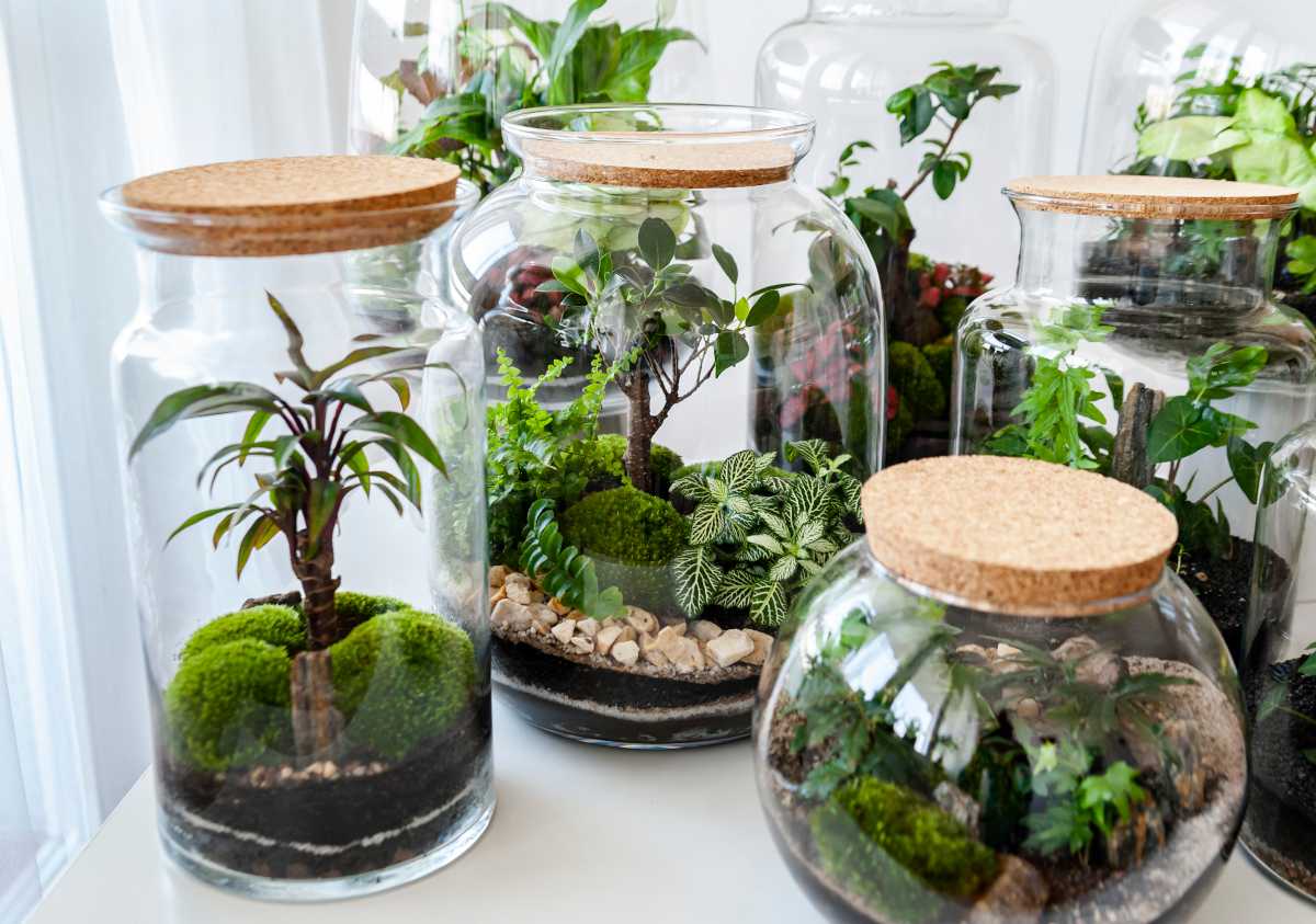 Comment faire un terrarium ? Choix de plantes & entretien