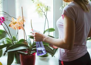 vaporiser vaporisation orchidée