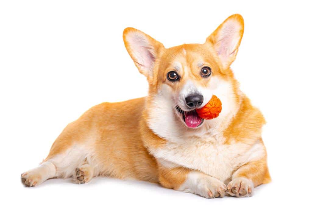 welsh corgi pembroke