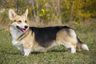 Welsh corgi Pembroke, entretien