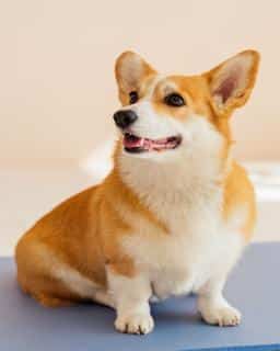 welsh corgi Pembroke origine