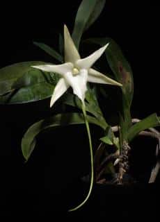 Angraecum Sesquipedale, l'étoile de Madagascar