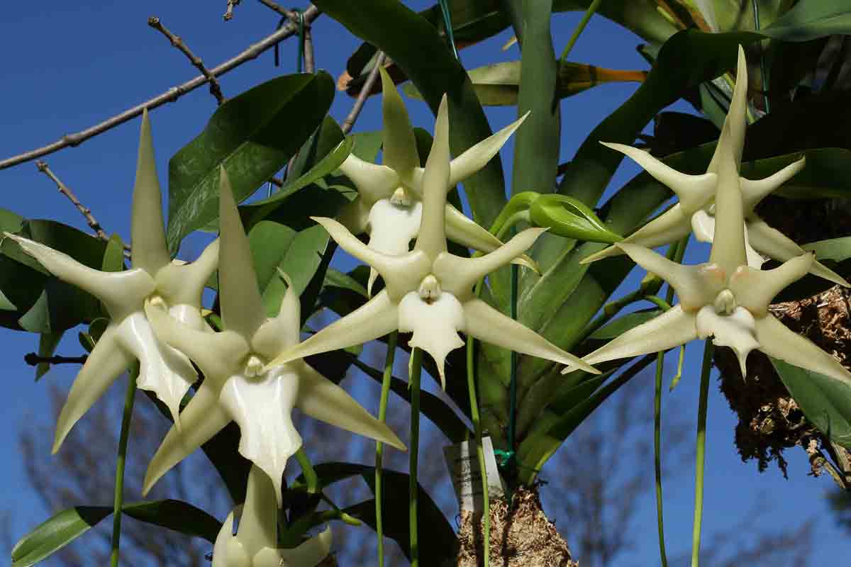 Angraecum Sesquipedale - étoile de Madagascar