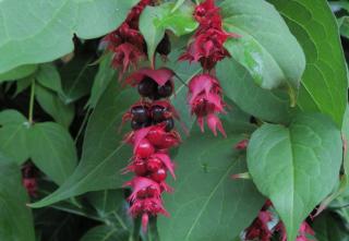 Arbre aux faisans - Leycesteria formosa