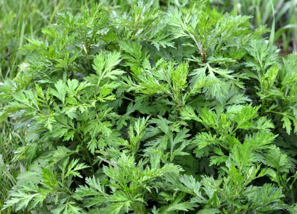 Armoise commune - Artemisia vulgaris