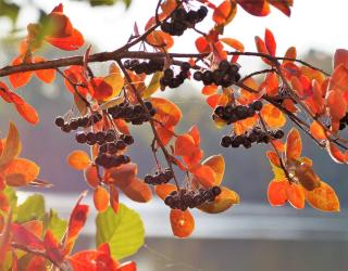 Aronia automne