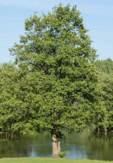 Aulne glutineux - Alnus glutinosa