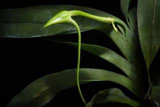 Bourgeon Angraecum Sesquipedale