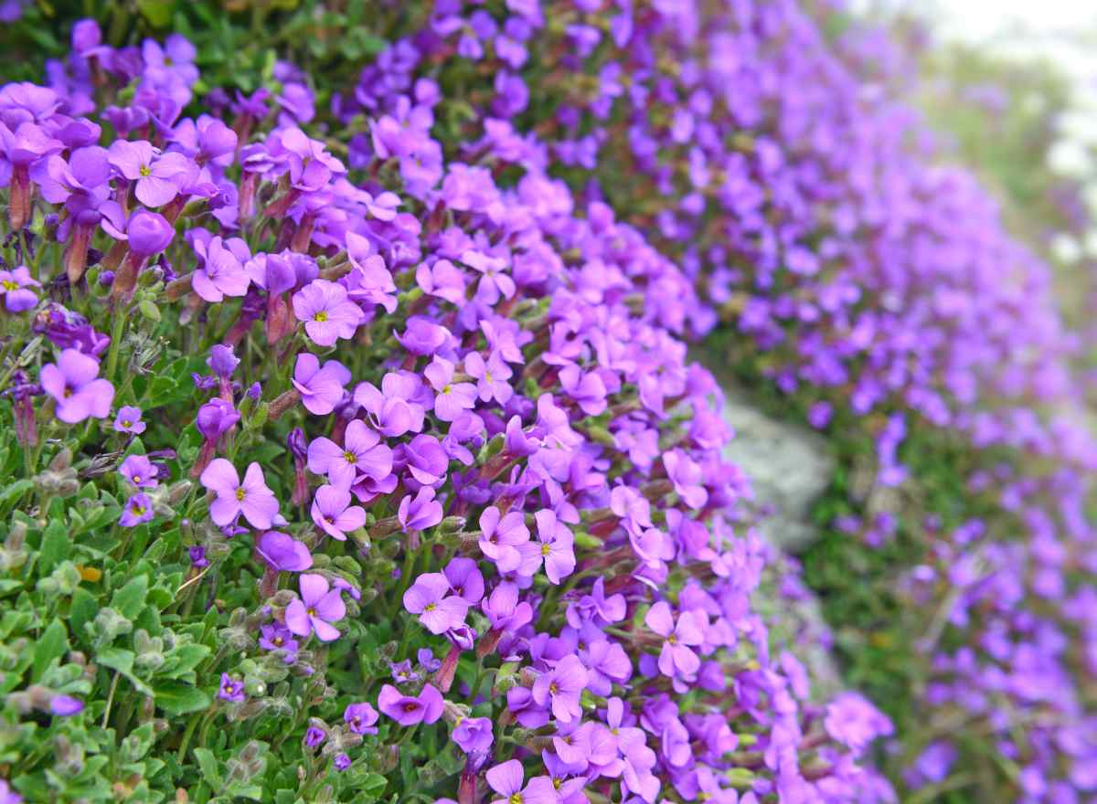 Campanula muralis - campanule des murs murailles murets