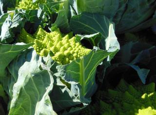 Choux Romanesco