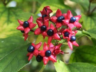 Clerodendrum trichotomum - clerodendron