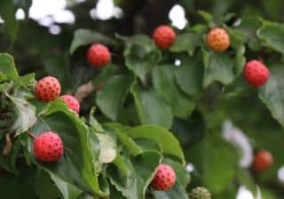 Cornouiller porte-fraise - Cornus capitata