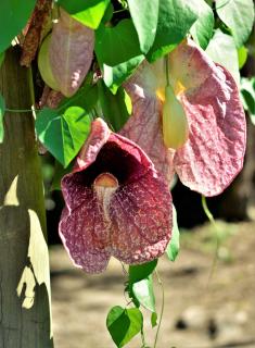 Culture entretien Aristolochia - Aristoloche