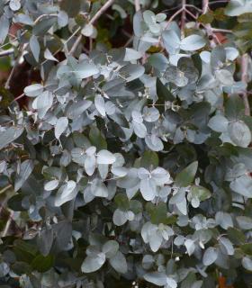 Eucalyptus gunnii