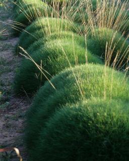 Fétuque de gautier - Festuca gautieri plantation