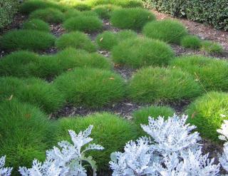 Fetuque de gautier - Festuca scoparia