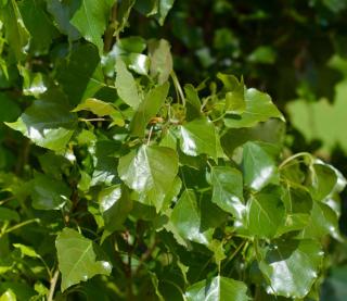 Feuille de peuplier noir - Populus nigra