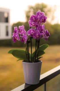 Floraison d'orchidée et température