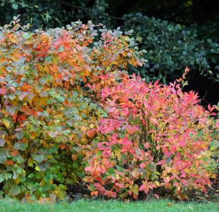 Fothergilla automne