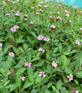 Lippia nodiflora - Phyla nodiflora - verveine nodulaire