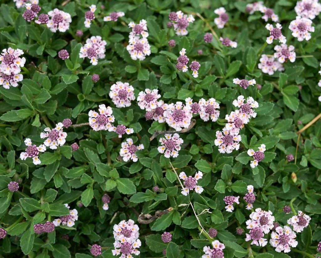 Lippia nodiflora - Phyla - verveine nodulaire