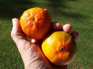 Mandarines