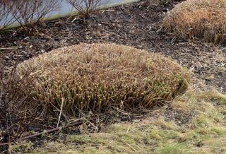 Miscanthus sinensis entretien taille