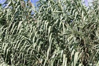 Miscanthus x giganteus