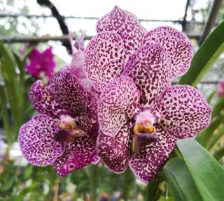 Orchidée Vanda