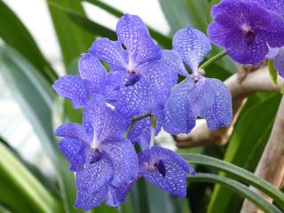 Orchidée Vanda Bleue