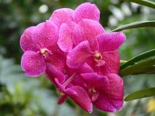 Orchidée Vanda Rose