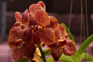 Orchidée Vanda Rouge