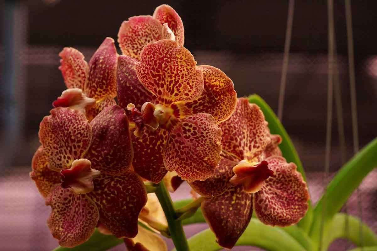 Orchidée Vanda : présentation, culture et entretien