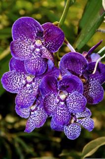 Orchidées Vanda violet