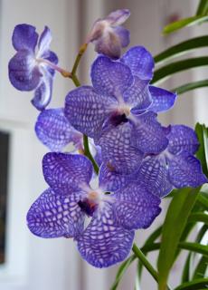 Orchidée bleue : teinture ou couleur naturelle, on vous dit tout