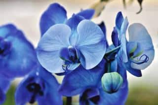 Phalaenopsis blancs teintés en bleu