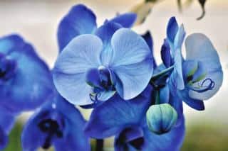 Orchidée bleue : teinture ou couleur naturelle, on vous dit tout