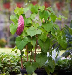 Plantation Aristoloche Aristolochia