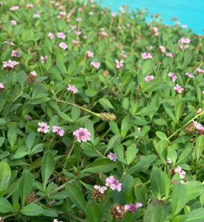 Plantation Lippia nodiflora - Phyla - verveine nodulaire