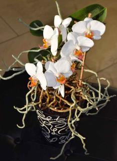 Rempoter une orchidée pour la faire refleurir