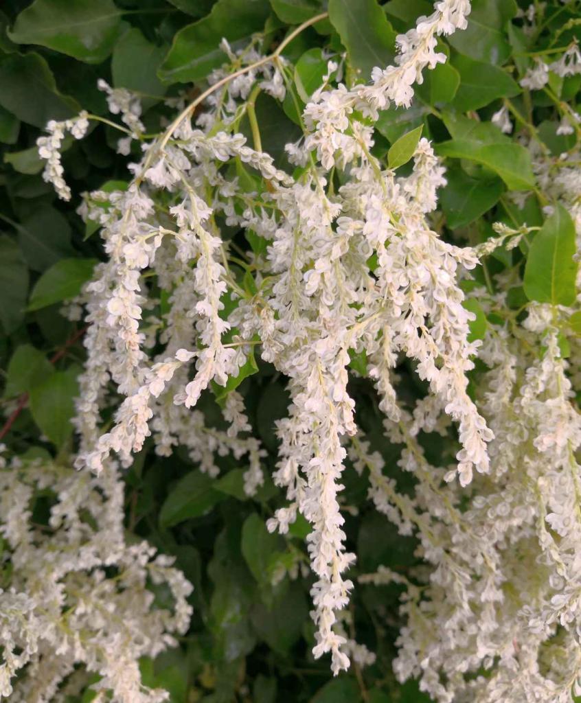 Renouée grimpante - Fallopia aubertii