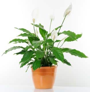 Spathiphyllum